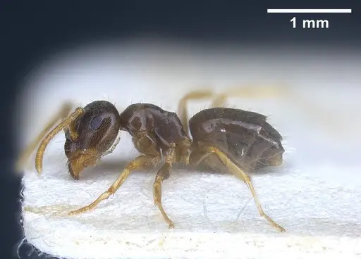 Lasius austriacus specimen ANTWEB1041266 image antweb1041266_5