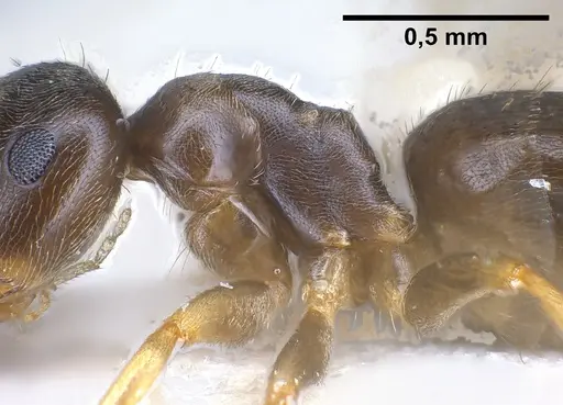 Lasius austriacus specimen ANTWEB1041266 image antweb1041266_6