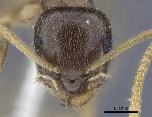 Lasius austriacus specimen CASENT0916646 image casent0916646_1