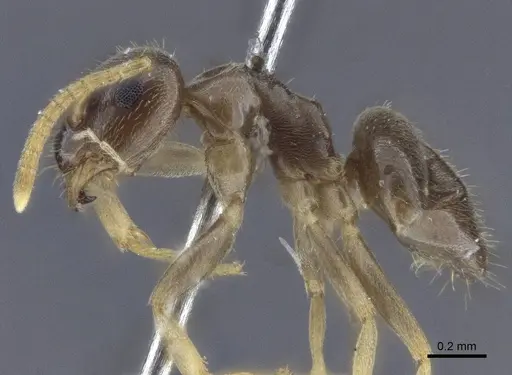 Lasius austriacus specimen CASENT0916646 image casent0916646_2
