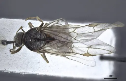 Lasius austriacus specimen CASENT0916647 image casent0916647_1