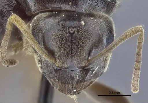 Lasius austriacus specimen CASENT0916647 image casent0916647_2