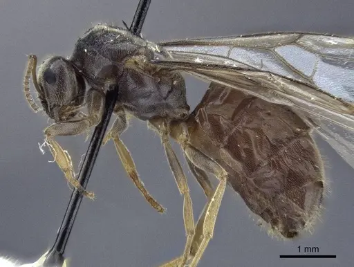 Lasius austriacus specimen CASENT0916647 image casent0916647_3