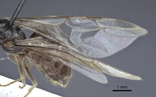 Lasius austriacus specimen CASENT0916647 image casent0916647_4