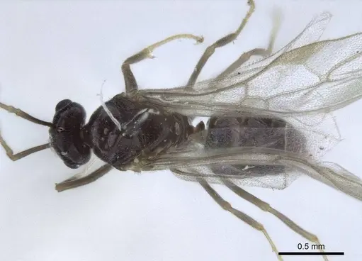Lasius austriacus specimen CASENT0916648 image casent0916648_1