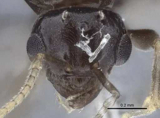 Lasius austriacus specimen CASENT0916648 image casent0916648_2