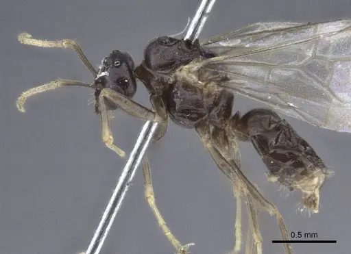 Lasius austriacus specimen CASENT0916648 image casent0916648_3