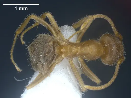 Lasius balcanicus specimen ANTWEB1041267 image antweb1041267_1