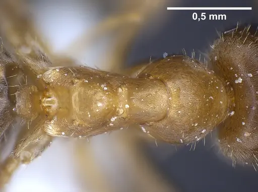 Lasius balcanicus specimen ANTWEB1041267 image antweb1041267_2