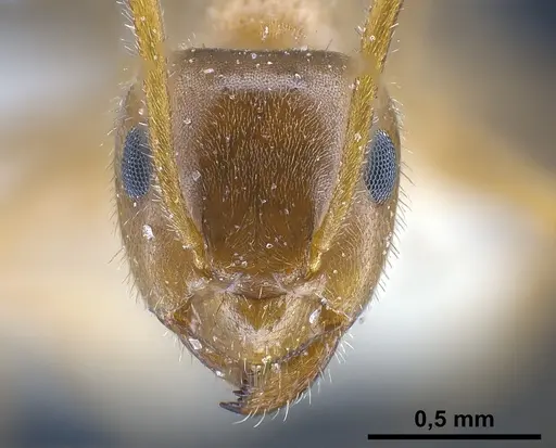 Lasius balcanicus specimen ANTWEB1041267 image antweb1041267_3