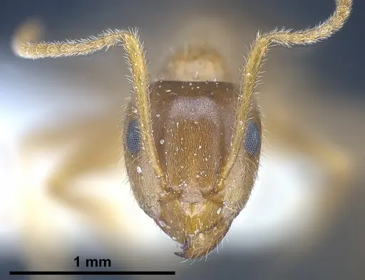 Lasius balcanicus specimen ANTWEB1041267 image antweb1041267_4