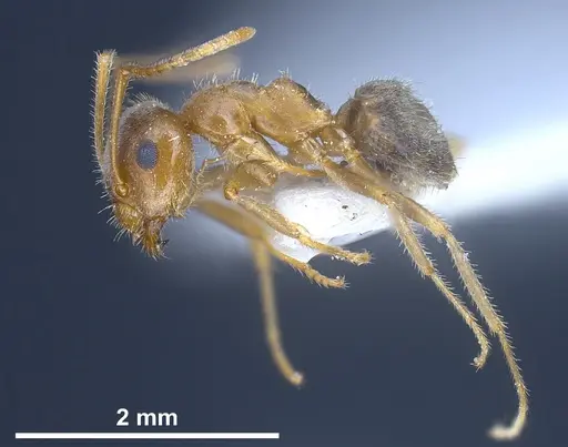 Lasius balcanicus specimen ANTWEB1041267 image antweb1041267_5
