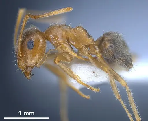 Lasius balcanicus specimen ANTWEB1041267 image antweb1041267_6