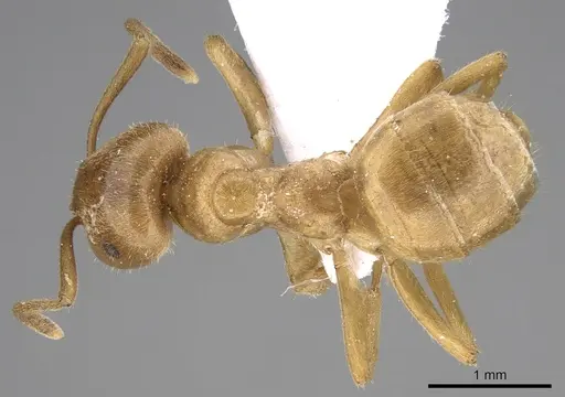Lasius balcanicus specimen CASENT0906075 image casent0906075_1