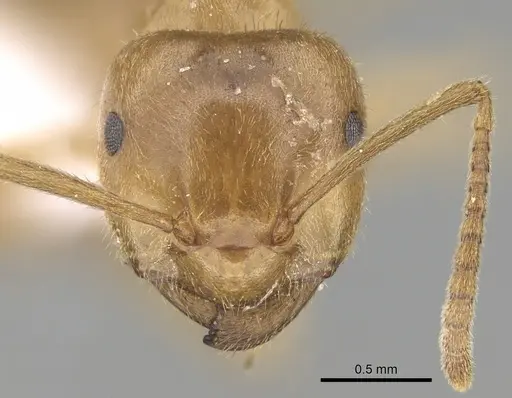 Lasius balcanicus specimen CASENT0906075 image casent0906075_2