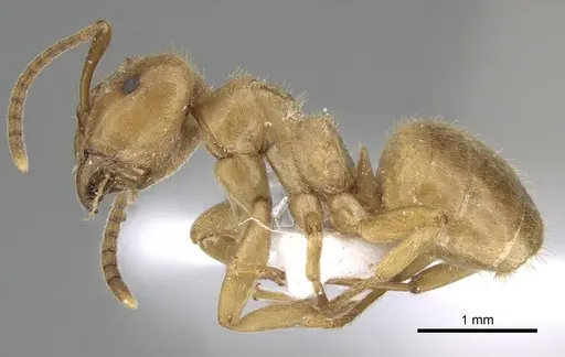 Lasius balcanicus specimen CASENT0906075 image casent0906075_3