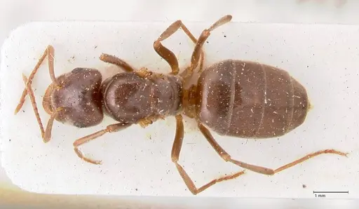Lasius balcanicus specimen FOCOL0757 image focol0757_1