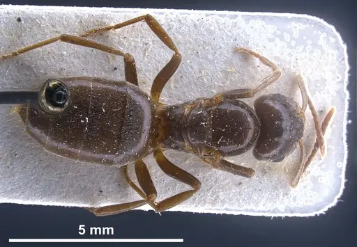 Lasius balcanicus specimen FOCOL0757 image focol0757_2