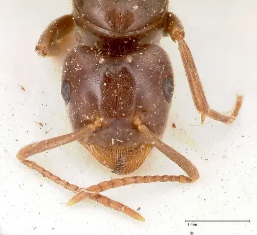 Lasius balcanicus specimen FOCOL0757 image focol0757_3