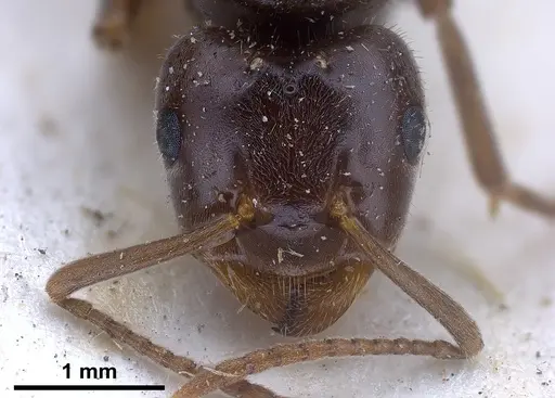 Lasius balcanicus specimen FOCOL0757 image focol0757_4