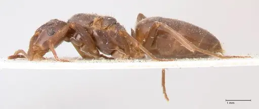 Lasius balcanicus specimen FOCOL0757 image focol0757_5