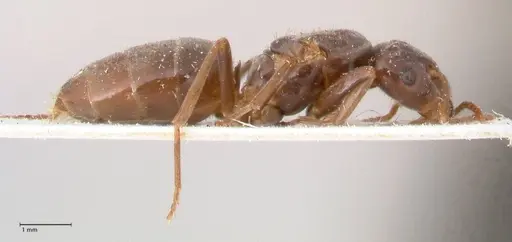 Lasius balcanicus specimen FOCOL0757 image focol0757_6