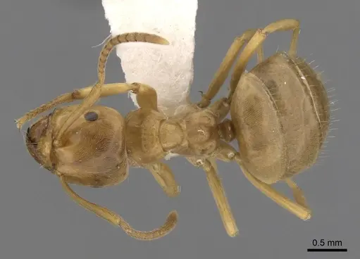 Lasius bicornis specimen CASENT0280461 image casent0280461_1