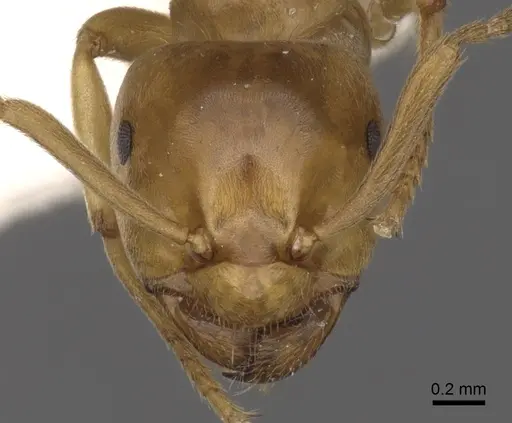 Lasius bicornis specimen CASENT0280461 image casent0280461_2