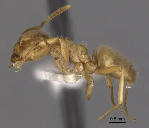 Lasius bicornis specimen CASENT0280461 image casent0280461_3