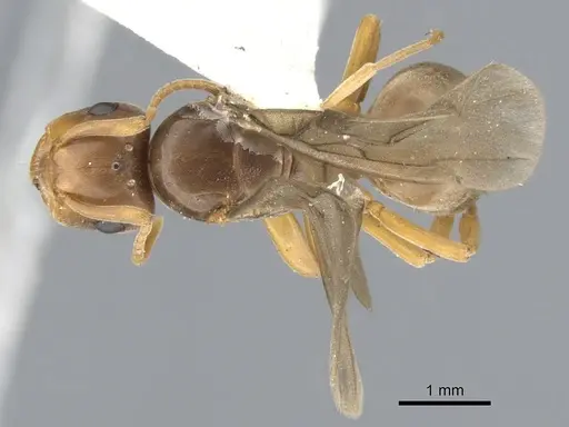 Lasius bicornis specimen CASENT0903211 image casent0903211_1