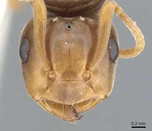 Lasius bicornis specimen CASENT0903211 image casent0903211_2