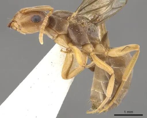 Lasius bicornis specimen CASENT0903211 image casent0903211_3