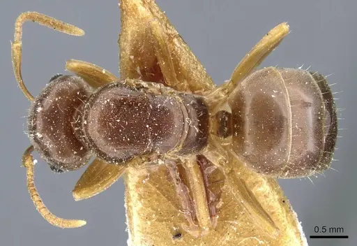 Lasius bicornis specimen CASENT0905680 image casent0905680_1
