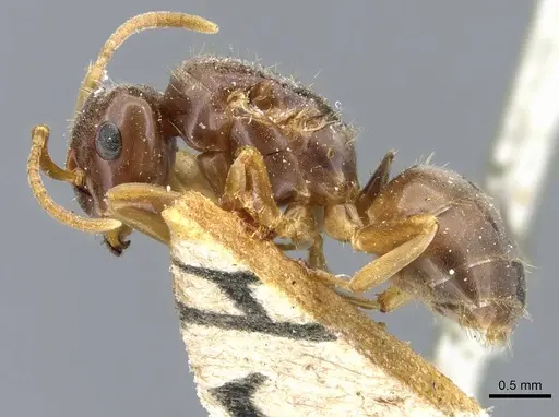 Lasius bicornis specimen CASENT0905680 image casent0905680_3