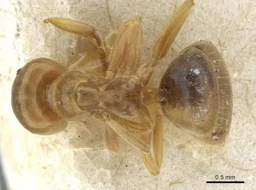 Lasius bicornis specimen CASENT0911052 image casent0911052_1