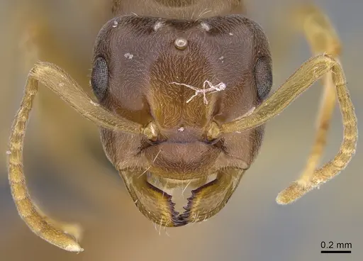 Lasius bicornis specimen CASENT0923725 image casent0923725_2