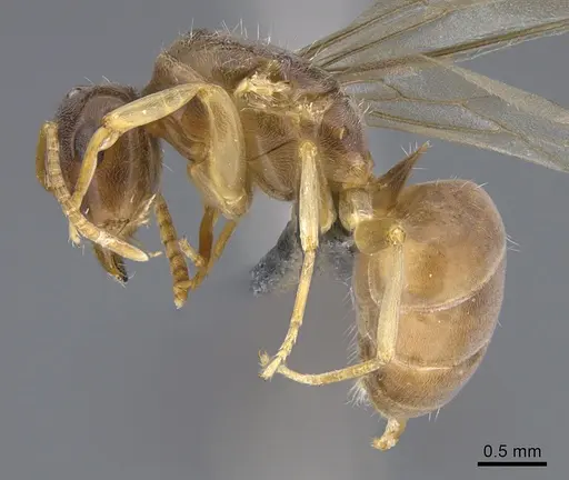 Lasius bicornis specimen CASENT0923725 image casent0923725_3