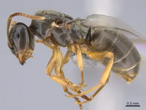 Lasius bicornis specimen CASENT0923735 image casent0923735_3