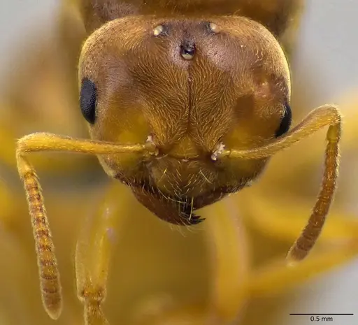 Lasius brevicornis specimen ANTWEB1041881 image antweb1041881_2