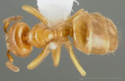 Lasius brevicornis specimen CASENT0005406 image casent0005406_1