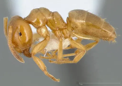 Lasius brevicornis specimen CASENT0005406 image casent0005406_3