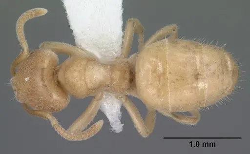 Lasius brevicornis specimen CASENT0102802 image casent0102802_1