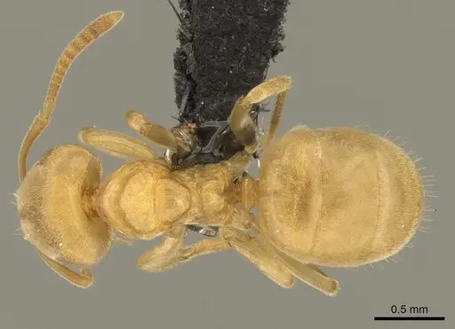 Lasius brevicornis specimen CASENT0260130 image casent0260130_1