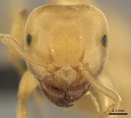 Lasius brevicornis specimen CASENT0260130 image casent0260130_2
