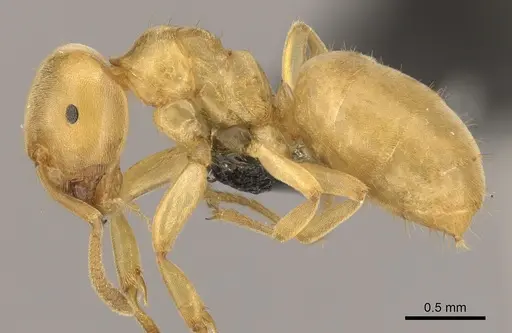 Lasius brevicornis specimen CASENT0260130 image casent0260130_3