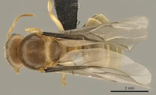 Lasius brevicornis specimen CASENT0260132 image casent0260132_1
