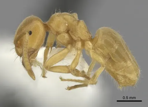 Lasius brevicornis specimen CASENT0280456 image casent0280456_3