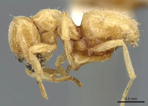 Lasius brevicornis specimen CASENT0905678 image casent0905678_3