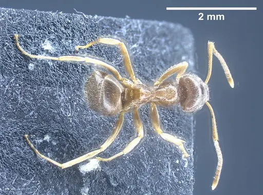 Lasius brevipalpus specimen ANTWEB1041434 image antweb1041434_1