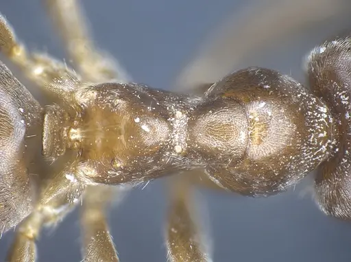 Lasius brevipalpus specimen ANTWEB1041434 image antweb1041434_2